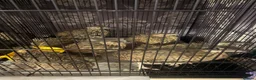 Mixed Breed birds for sale: Black francolin kala teeter - Advert 2