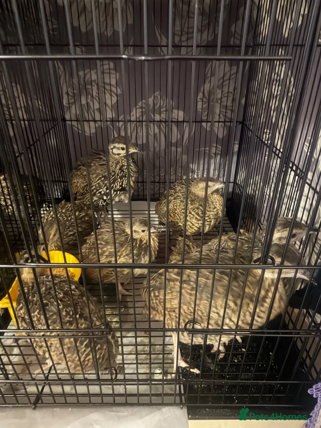 Mixed Breed birds for sale: Black francolin kala teeter - Advert 2