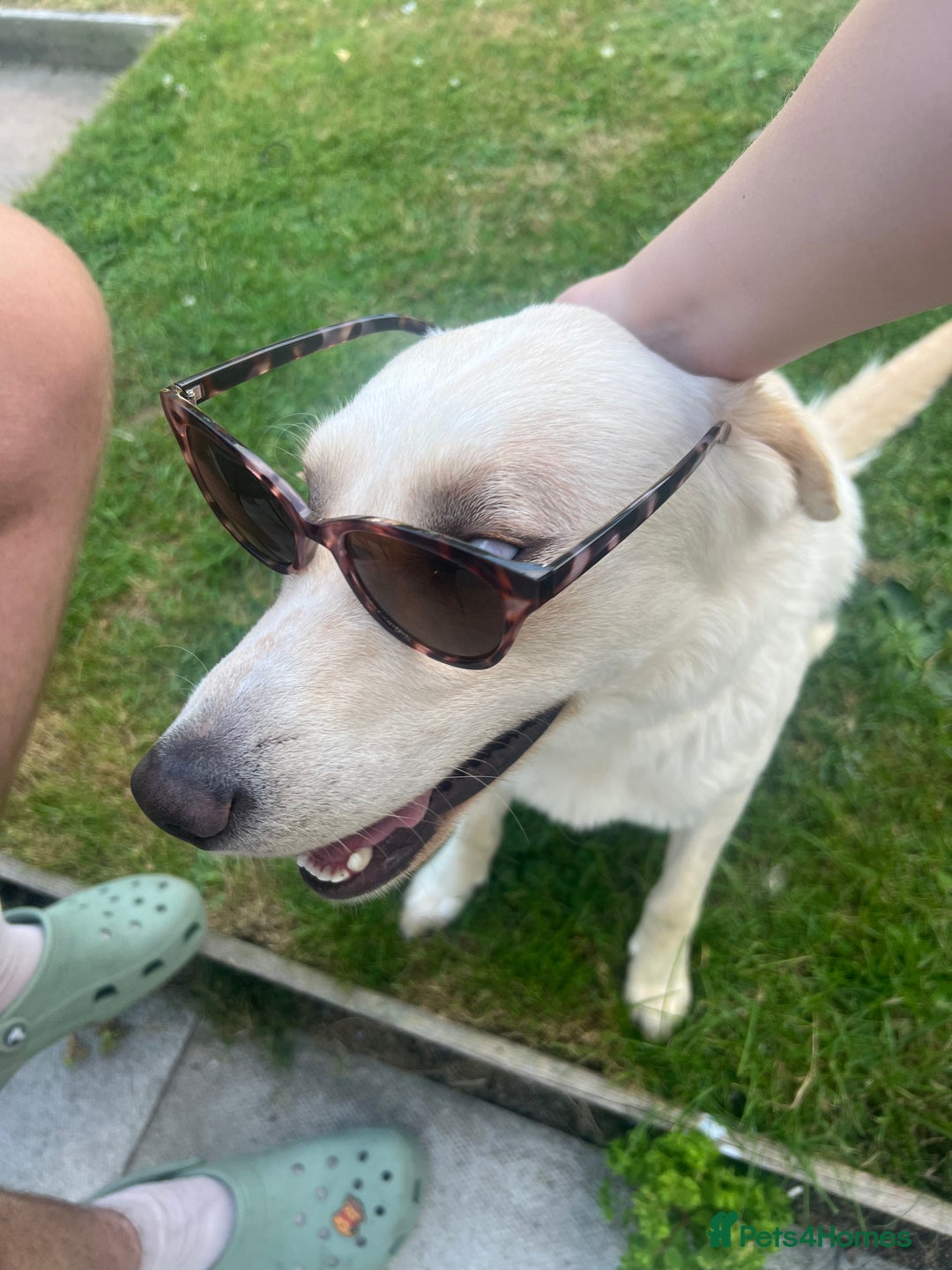 Borador dogs for sale: Bernie - Image 10
