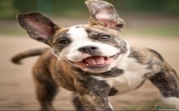 Old Tyme Bulldog dogs for sale: Old tyme bulldog for sale  - Image 2