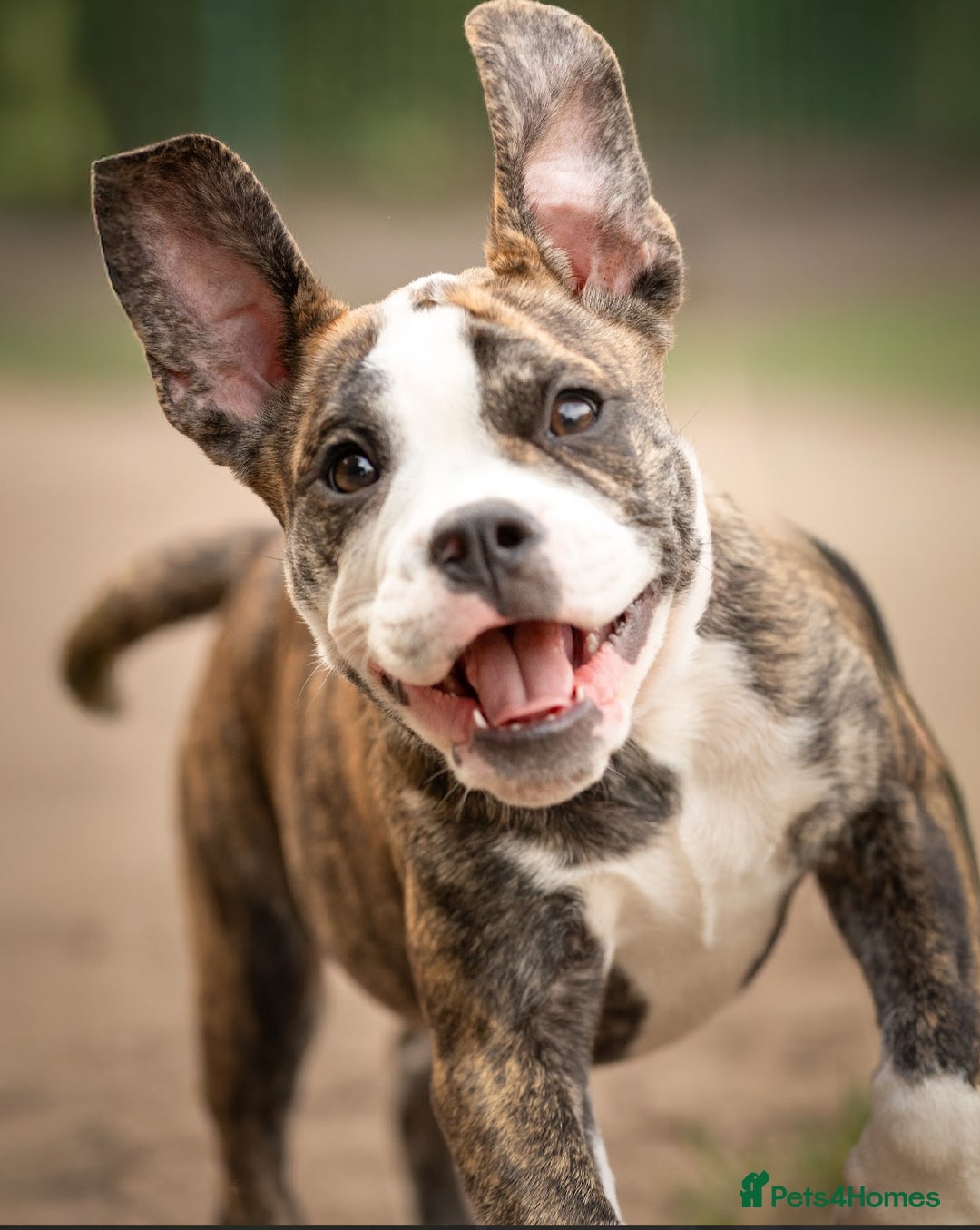Old Tyme Bulldog dogs for sale: Old tyme bulldog for sale  - Image 2