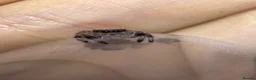 Spiders invertebrates for sale: Apalachicola Jumping spider x5  - Advert 7