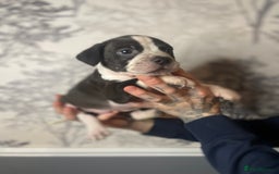 Mixed Breed dogs for sale: Bulldogs for sale  - Image 11