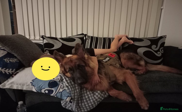 German Shepherd dogs - Advert 8