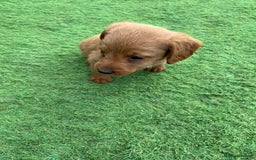 Labradoodle dogs for sale: Labradoodle  - Image 10