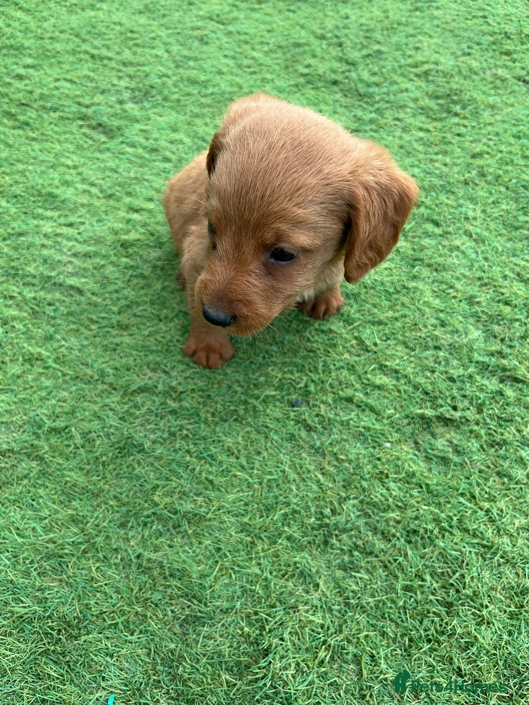Labradoodle dogs for sale: Labradoodle  - Image 10