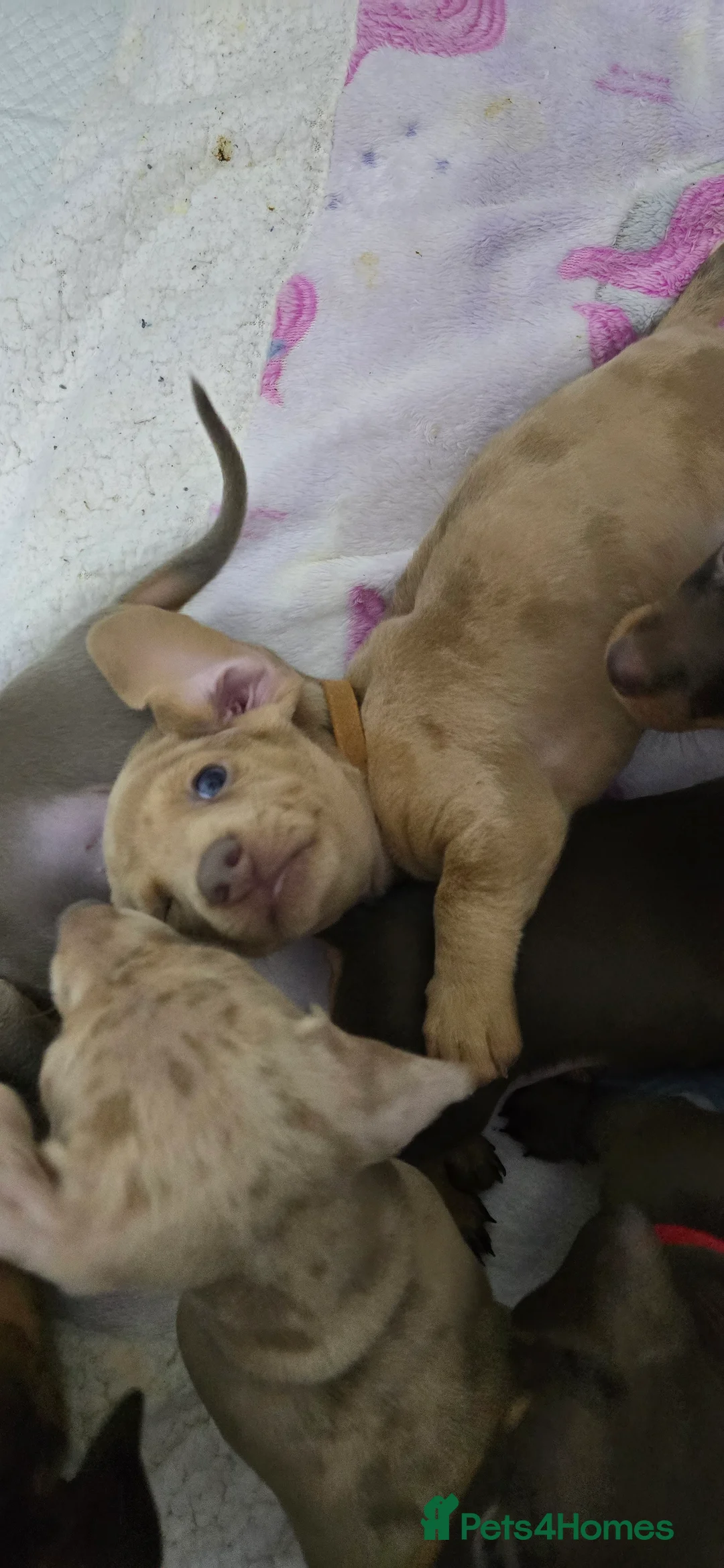 Miniature Dachshund dogs for sale: KC registered miniature Dachshund 🐶  - Advert 19