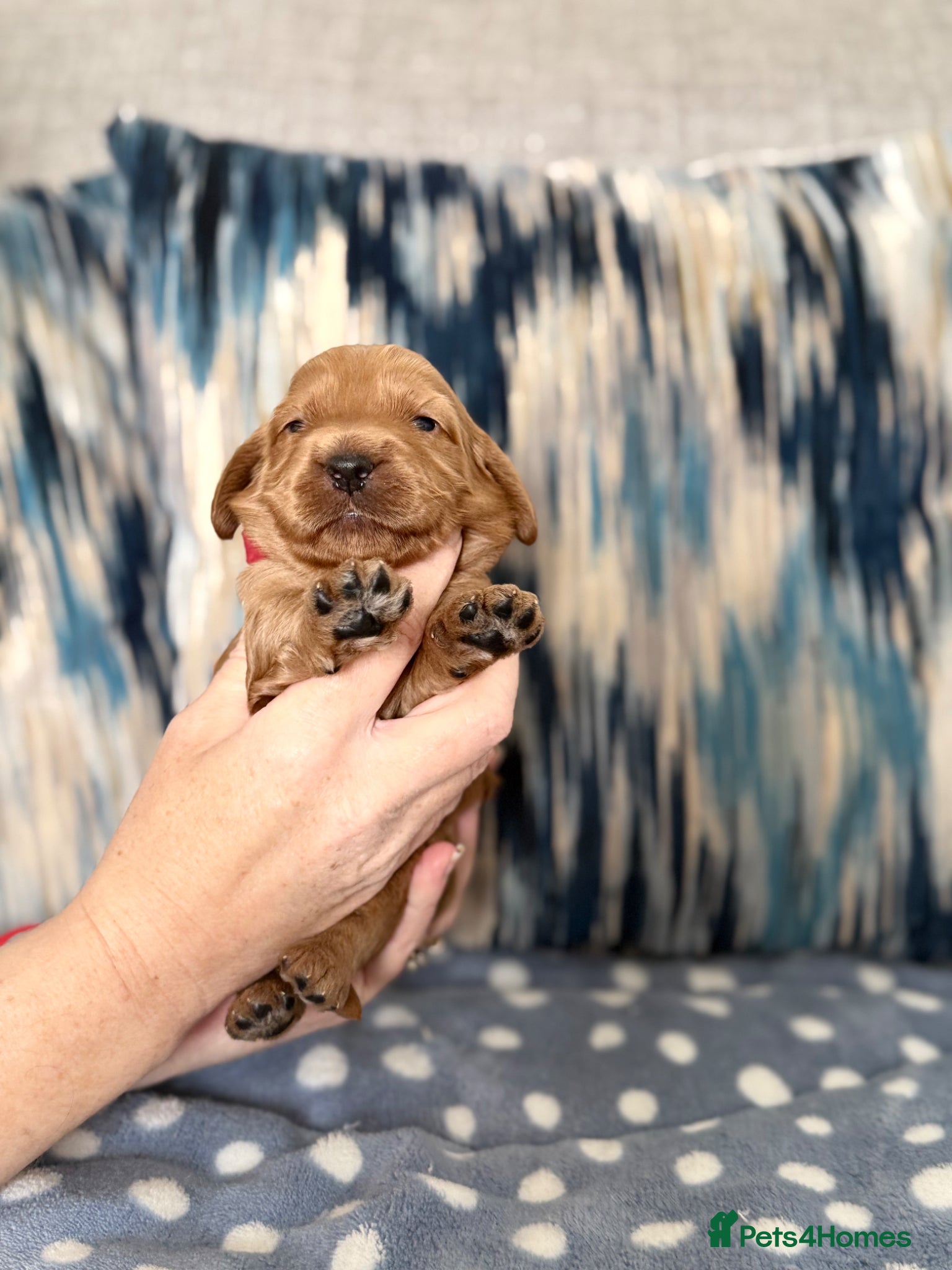 Cockapoo dogs F1 show line cockapoo puppies - Advert 17