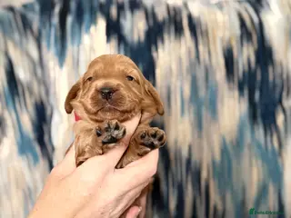 Cockapoo dogs F1 show line cockapoo puppies - Advert 17