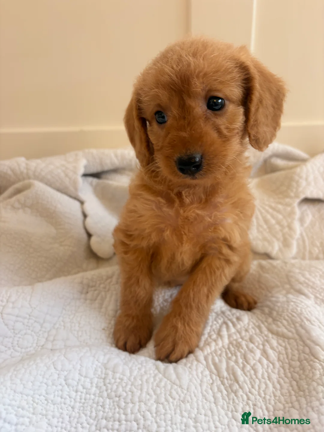 Labradoodle dogs for sale: LICENSED BREEDER QUALITY MINI LABRADOODLES - Advert 25