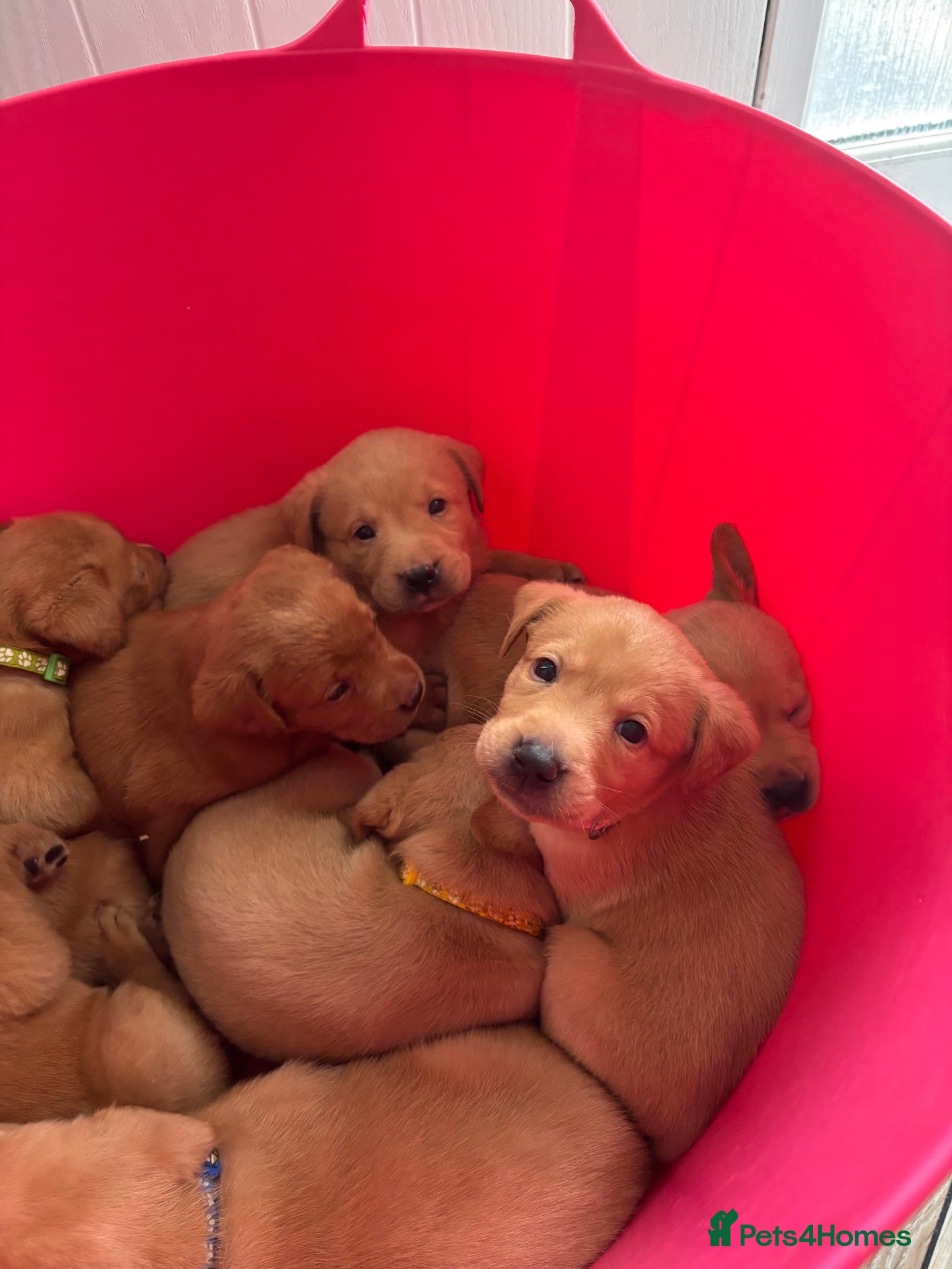 Labrador Retriever dogs Superb fully health tested fox reds  - Advert 2