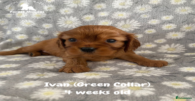 Cavalier King Charles Spaniel dogs - Advert 9
