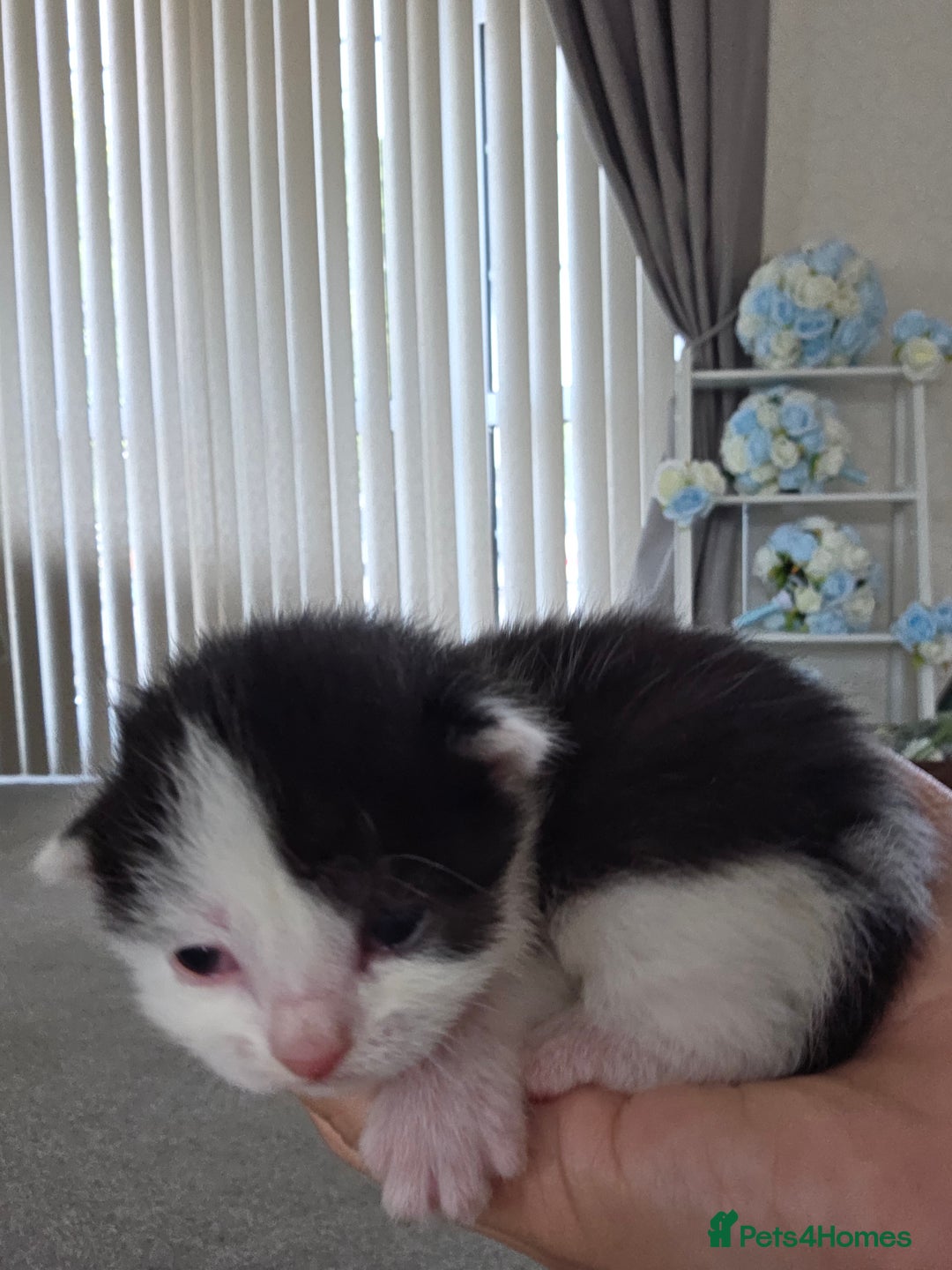 British Longhair cats for sale: 6 long haired kittens - Image 3
