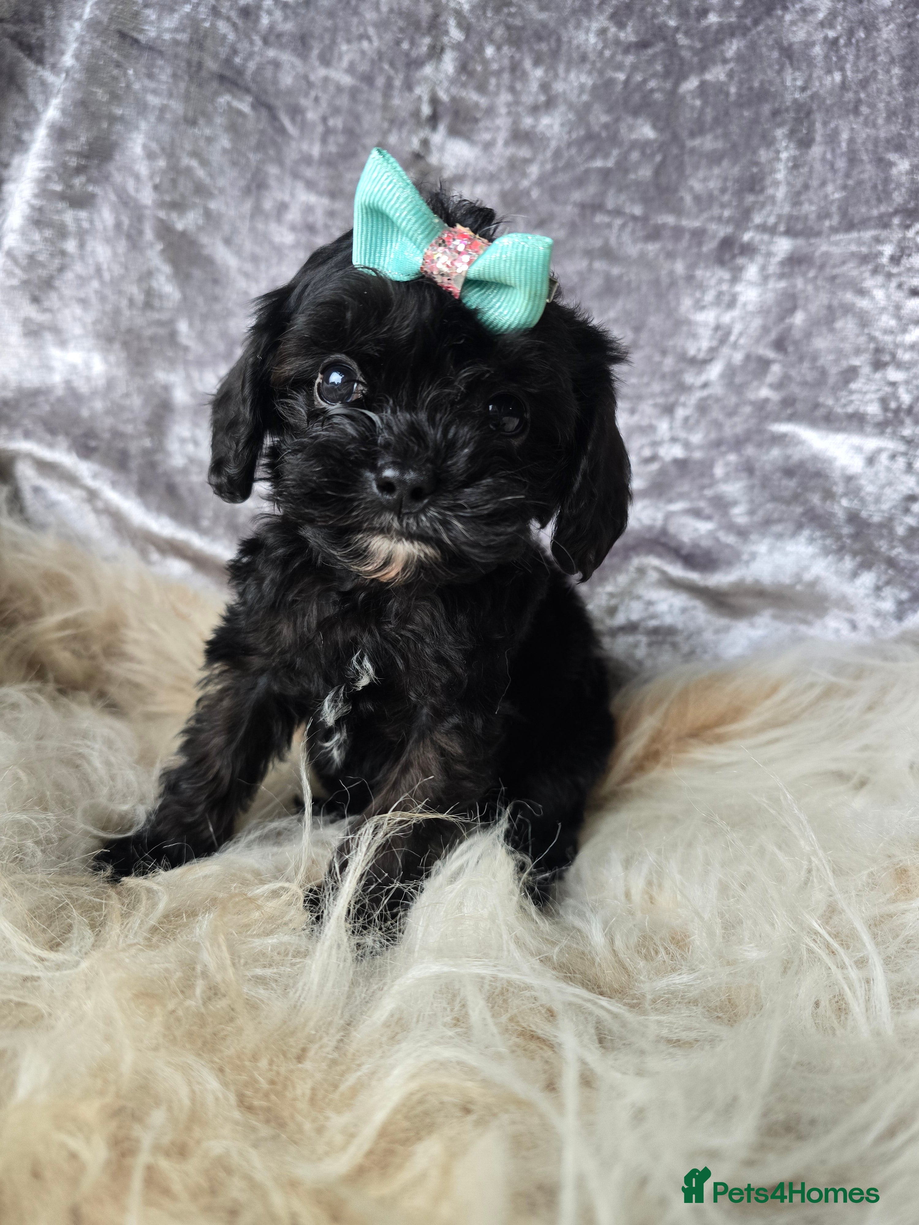 Cavapoo dogs 💕EXTENSIVE DNA🏆CHAMPION LINES🏅TOY CAVAPOO 🐶  - Advert 6