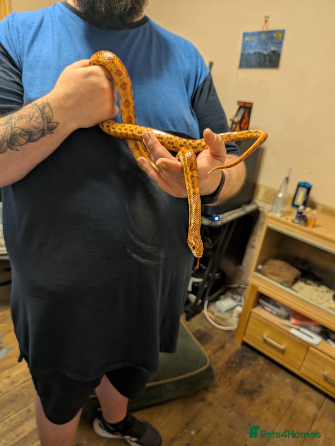 Corn Snake reptiles for sale: 3-5 year old corn snake with full setup - Image 2