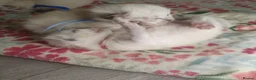 Ragdoll cats for sale: 💖 Beautiful Ragdoll kittens for Sale 💖 - Advert 20