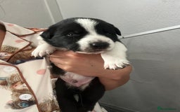 Border Collie dogs for sale: Border collie puppies  - Image 1