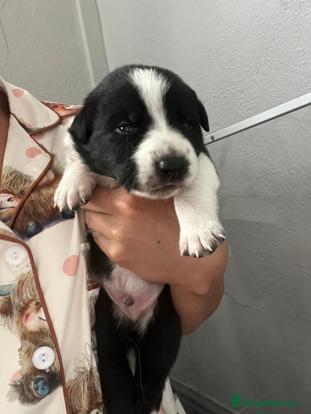 Border Collie dogs for sale: Border collie puppies  - Image 1
