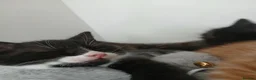 Mixed Breed cats for sale: 5 beautiful kittens for sale - Advert 8