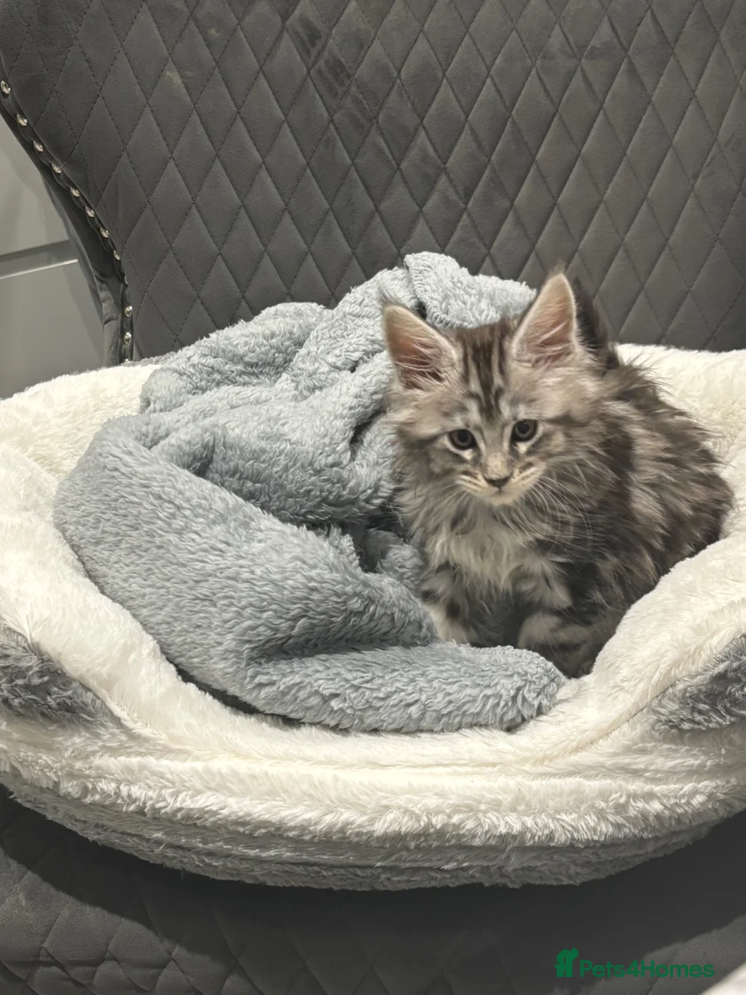 Maine Coon cats for sale: Main coon male sable tabby  in Widnes - Advert 2