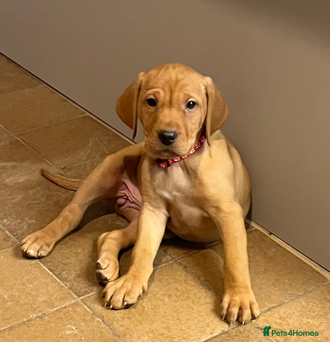 Mixed Breed dogs for sale: HUNGARIAN VIZSLA x FOX RED LABRADOR  - Advert 21