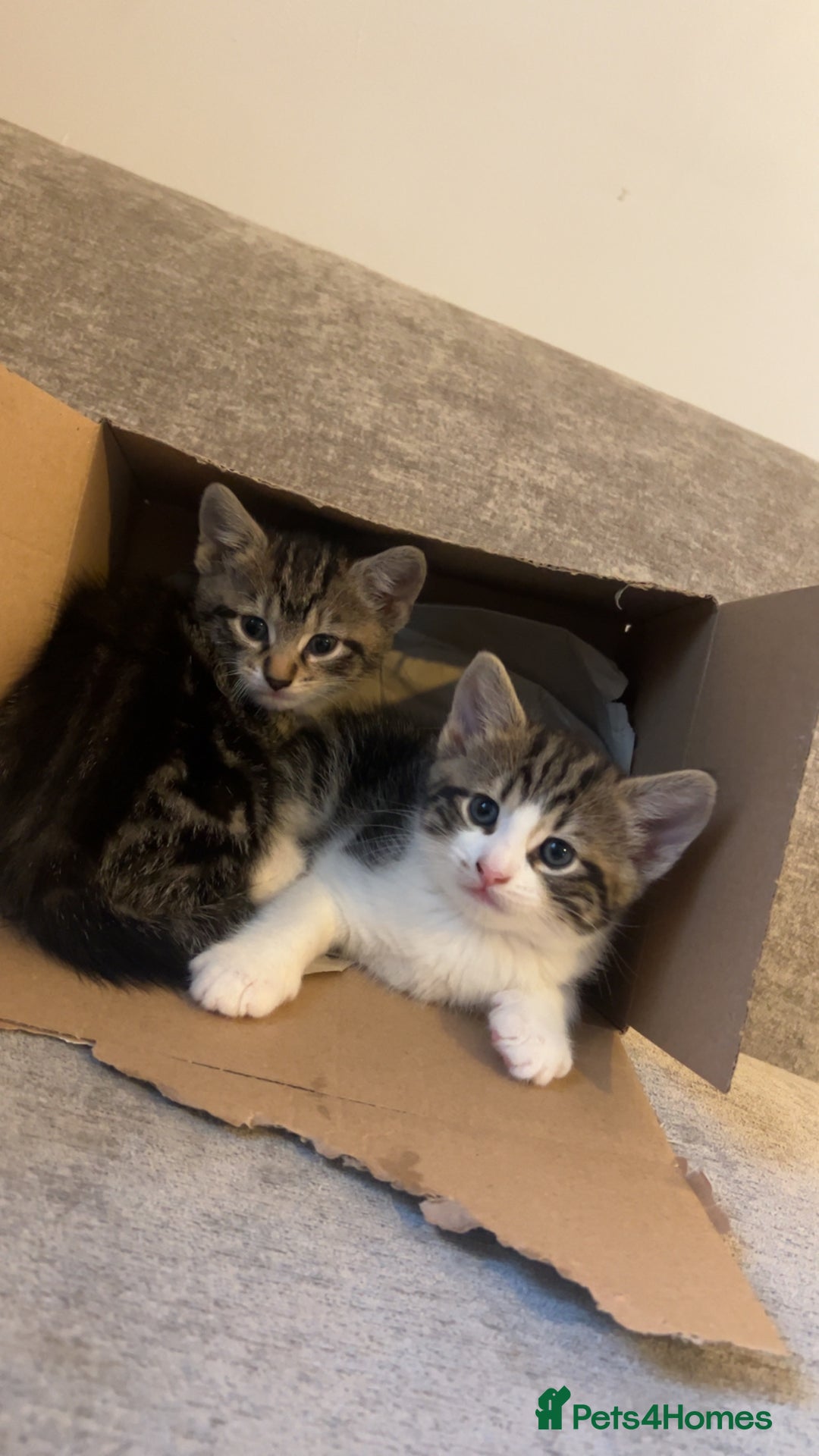 Domestic Shorthair cats for sale: Domestic short hair tabby kittens   - Advert 1