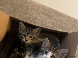 Domestic Shorthair cats Cuddly domestic short hair kittens - Advert 4