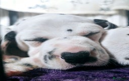 Dalmatian dogs for sale: Beautiful Dalmatian Puppies - Image 3