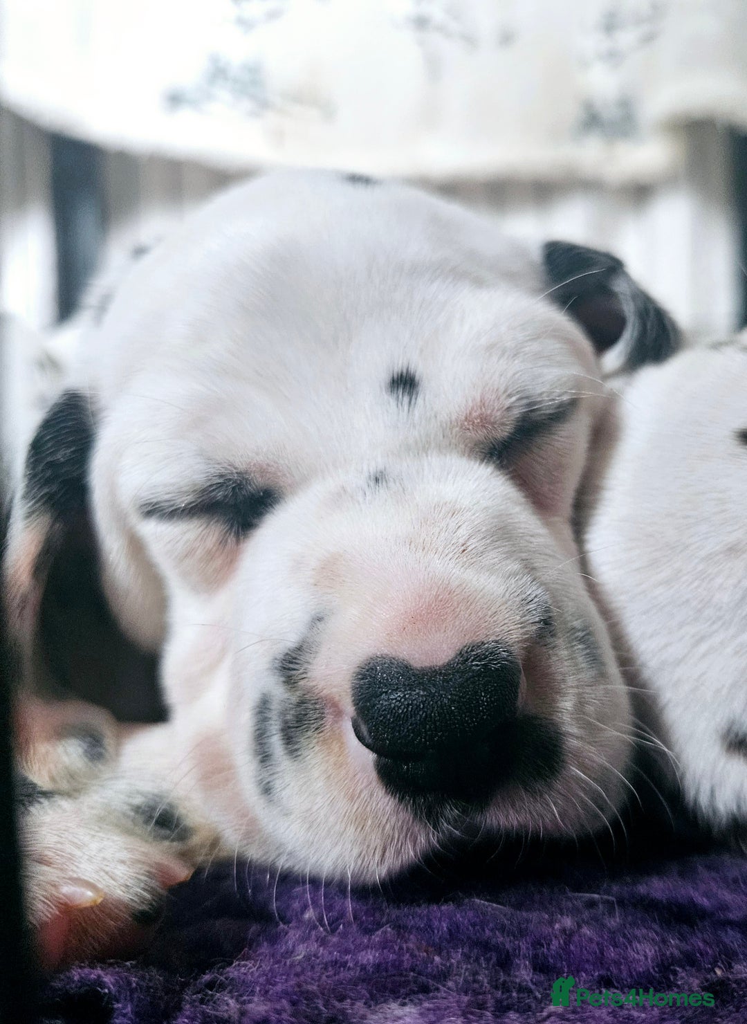 Dalmatian dogs for sale: Beautiful Dalmatian Puppies - Image 3