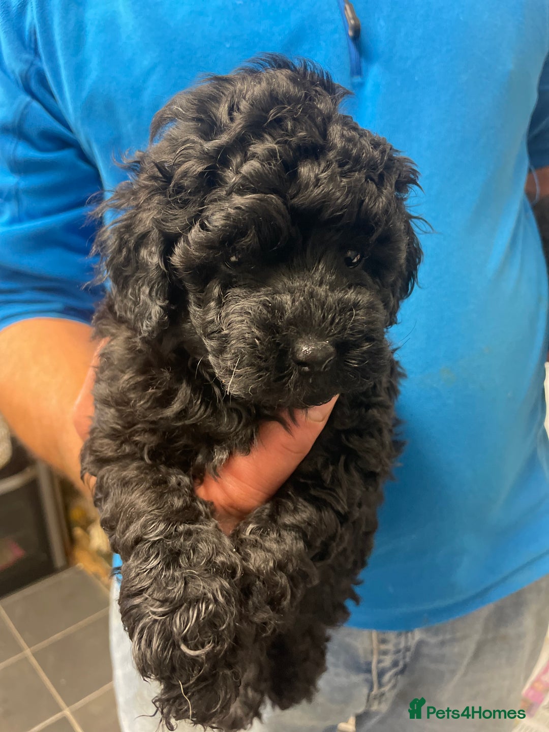 Toy Poodle dogs for sale: PEDIGREE TOY POODLES PRA CLEAR  - Advert 22