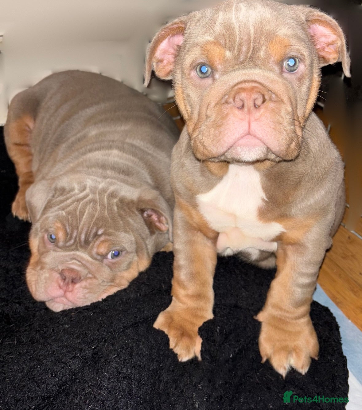 English Bulldog dogs LAST Englishbulldog 'lilac' puppy READY 8TH DEC 25 - Advert 15