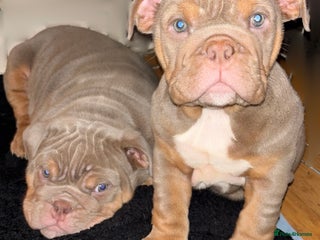 English Bulldog dogs 2 English bulldog 'lilac' puppies READY 8TH DEC 25 - Advert 12