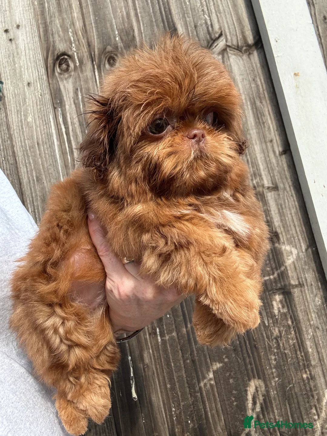 Gallery Image {{count}}