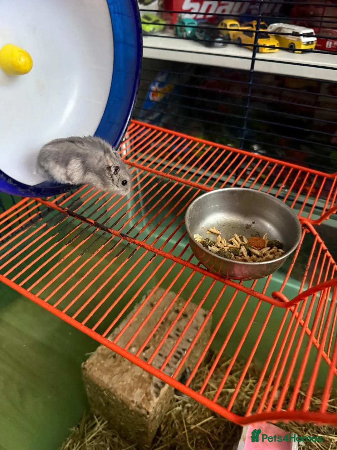 Hamster rodents for sale: No names - Advert 2