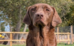 Labrador Retriever dogs for sale: CHUNKY BLACK AND CHOCOLATE PEDIGREE LABS - Image 3