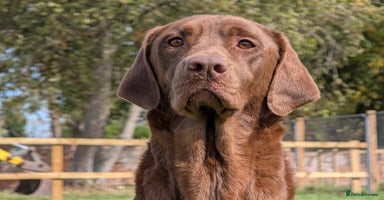 Labrador Retriever dogs - Advert 13