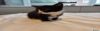 Kitten 3