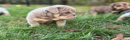 English Bulldog dogs for sale: Stunning KC reg English Bulldog puppies. in Newbury - Advert 5