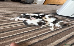 Mixed Breed cats for sale: Gorgeous kittens available  - Image 1