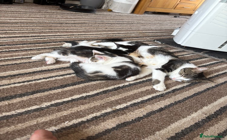 Mixed Breed cats - Advert 7