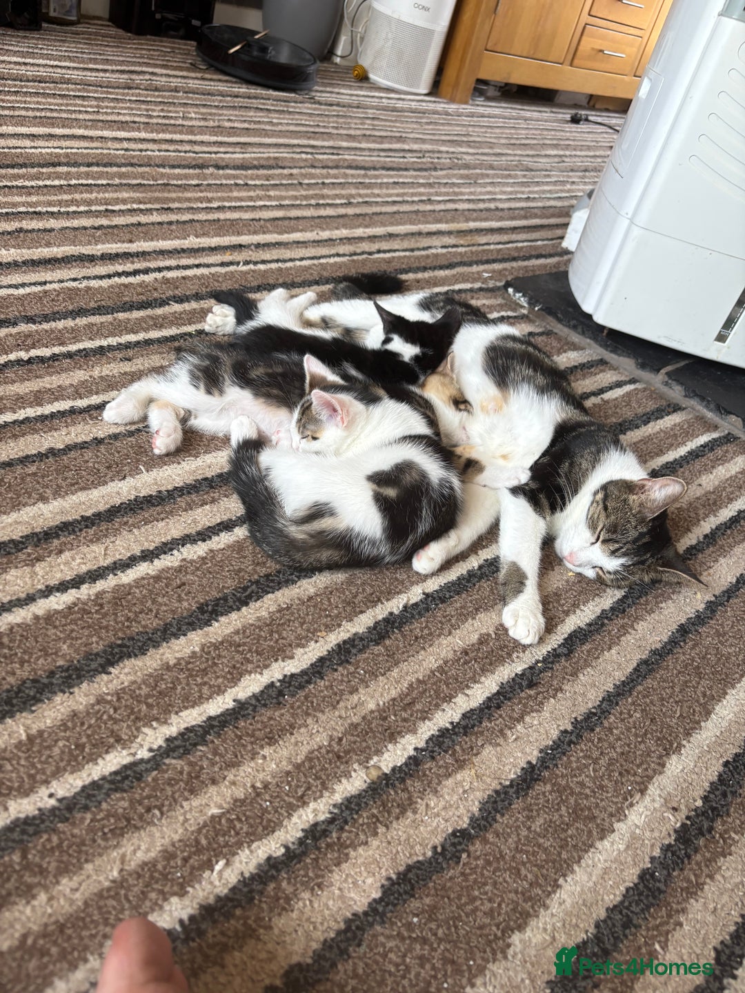 Mixed Breed cats for sale: Gorgeous kittens available  - Image 1
