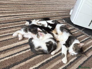 Mixed Breed cats - Advert 33