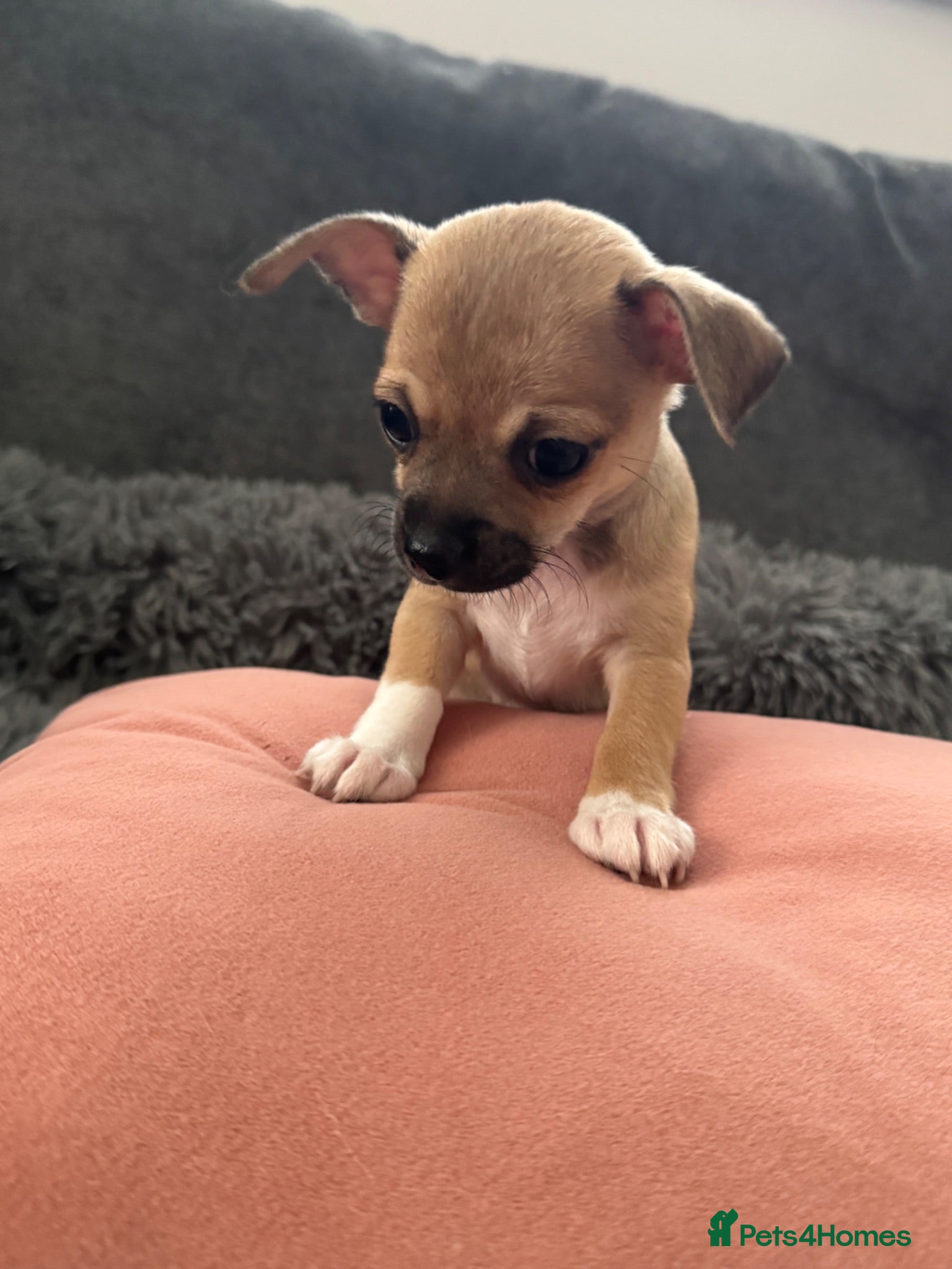 Chihuahua dogs Gorgeous Rare Pure Chihuahua Puppies - Advert 2