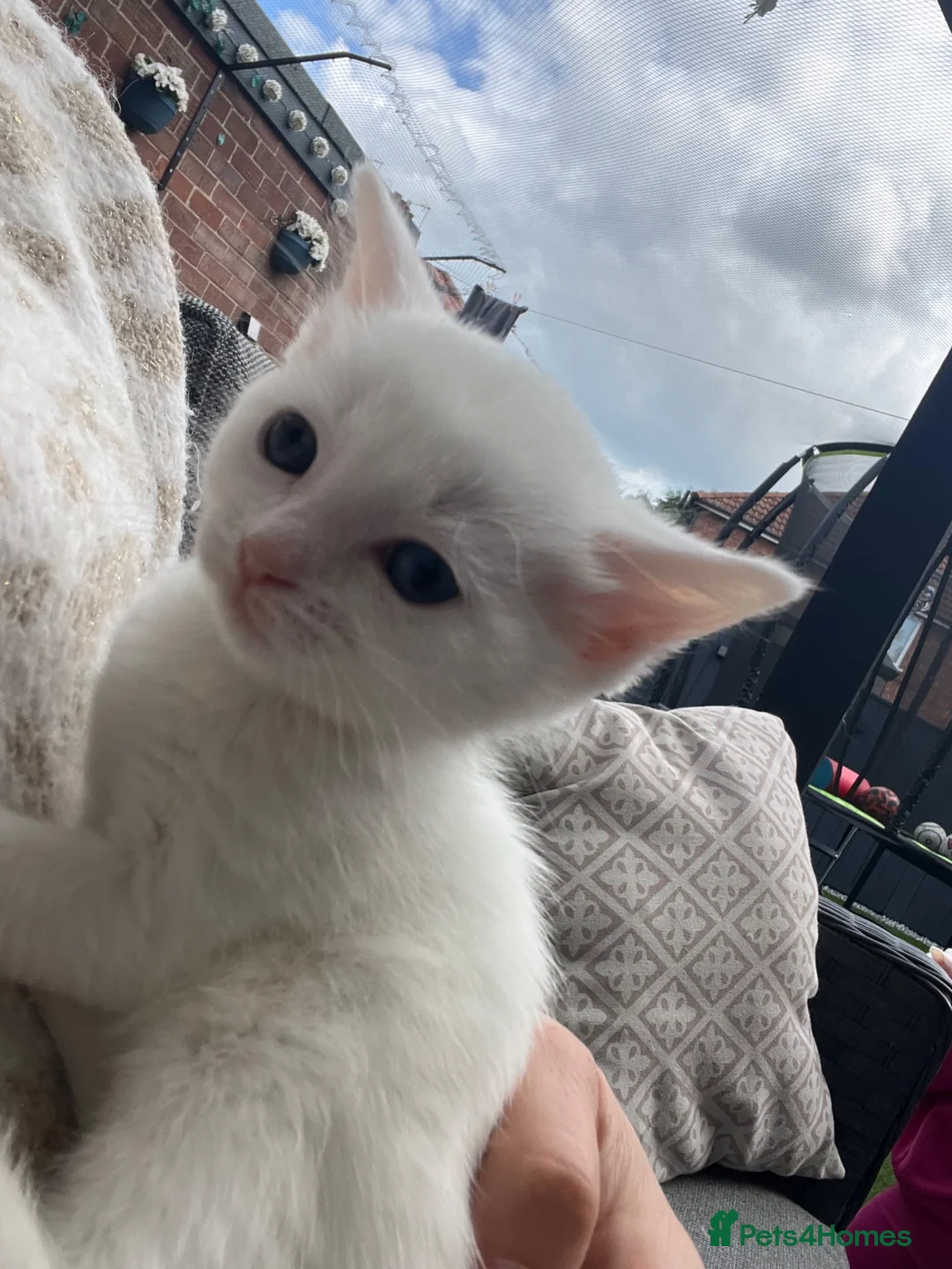 Khao Manee cats for sale: 1 white girl left! Ready now!!! Reduced! - Advert 1
