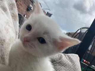 Khao Manee cats 1 white girl left! Ready now!!! Reduced! - Advert 7
