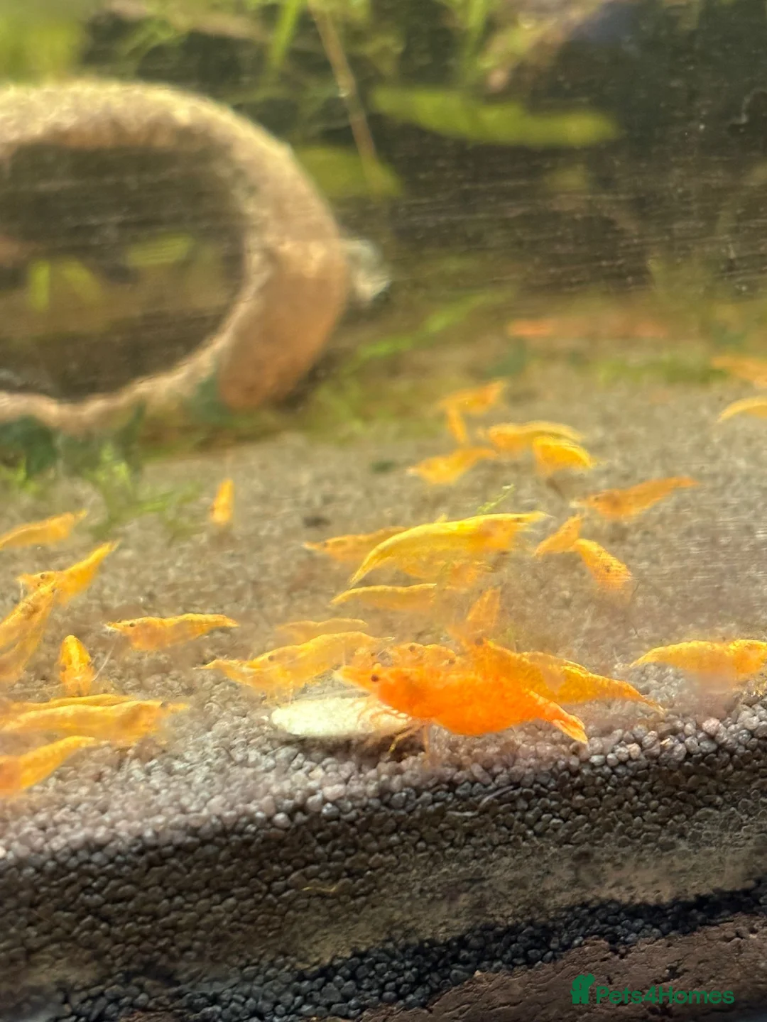 Mixed Breed livestock for sale: Neocaradina shrimp - Advert 2