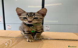 Bengal cats for sale: Bengal cross kittens - Image 4