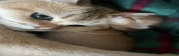 British Shorthair cats for sale: GOLDEN NY12 INTERNATIONAL CHAMPION BLOODLINE  - Advert 30