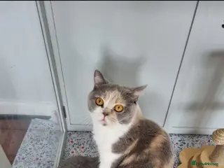 British Shorthair cats British blue/cream tortie girl. - Advert 1