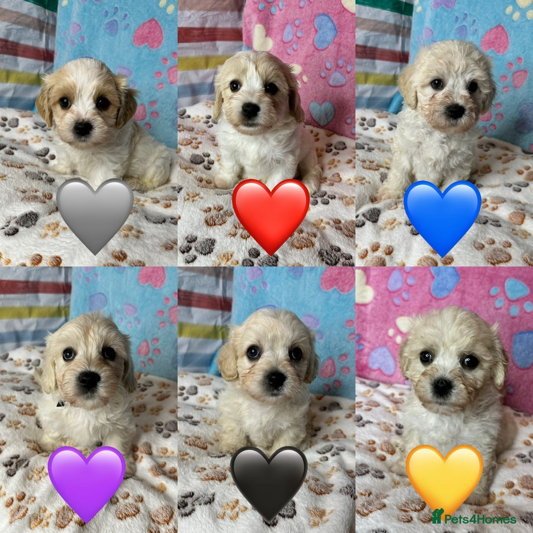 Cavachon dogs for sale: Beautiful Litter of Cavachon Puppies - Image 1